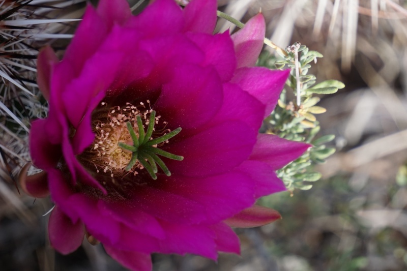 a-Cactus-Flower-3
